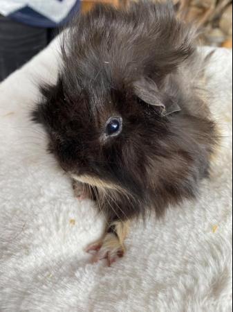 Image 11 of Beautiful long haired very friendlybaby boy guinea pigs