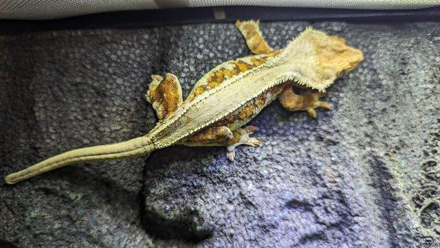 Image 4 of 2022 Female Lilly White Blue Eyes Crested Gecko 44g