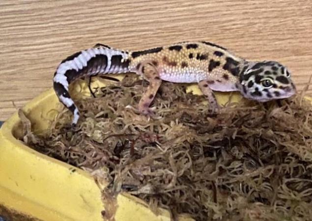 Image 8 of 7 Month old Leopard Gecko