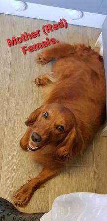 Image 1 of 3 Adult Cocker Spaniel's For Rehoming ( ALL REHOMED! ).