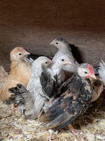 Image 11 of Serama chicks, lots of colours, various ages/prices
