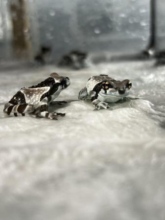 Image 2 of Amazon milk froglets, grown on.