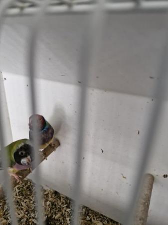 Image 6 of Pair gouldian finches forsale