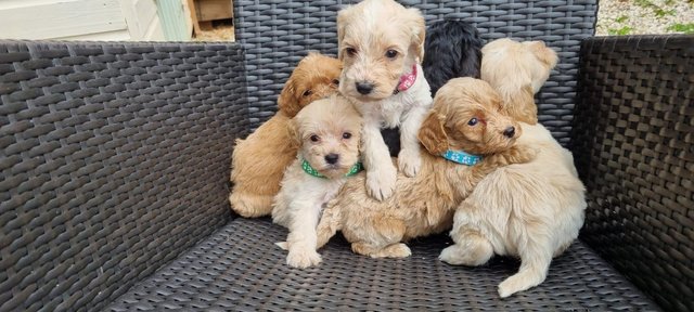 Image 8 of Beautiful Cockapoo puppies