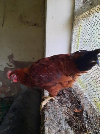 Image 1 of Pretty Black tail Cockerel for sale