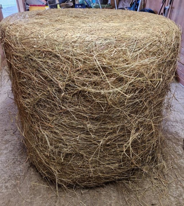 Preview of the first image of 2023 large haylage bales.