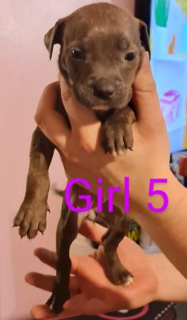 English Bulldog puppies for sale in Wellingborough, Northamptonshire – 1 year old - Image 15 of 15