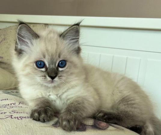 Image 5 of Beautiful GCCF Ragdoll Kittens