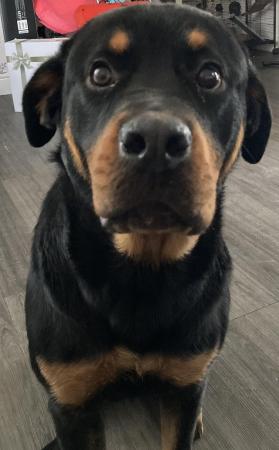Image 3 of Just coming up to a year old female rottweiler