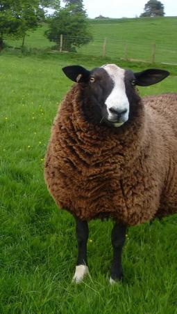 Image 1 of MVacc Zwartbles Well bred Shearling Redgate Ram,