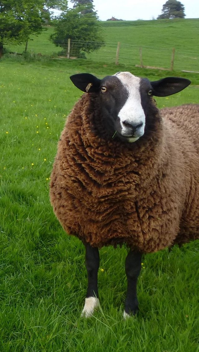 Preview of the first image of MVacc Zwartbles Well bred Shearling Redgate Ram,.