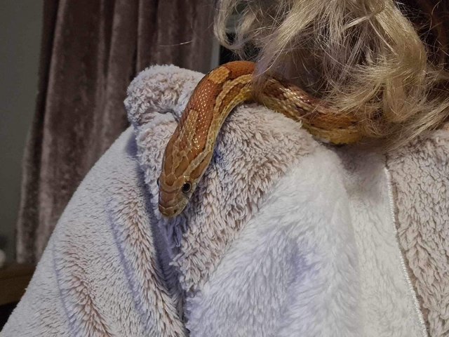 Preview of the first image of 4 year old cornsnake and full setup.