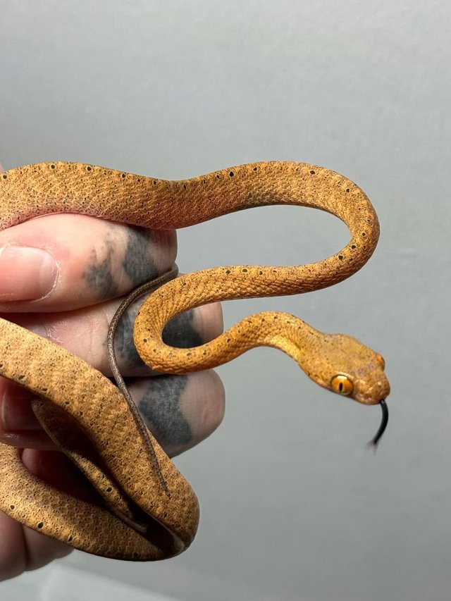 Preview of the first image of CB Boiga Nigriceps-  black headed cat snakes.
