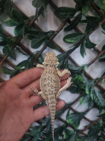 Image 5 of Lots of Bearded dragons for sale