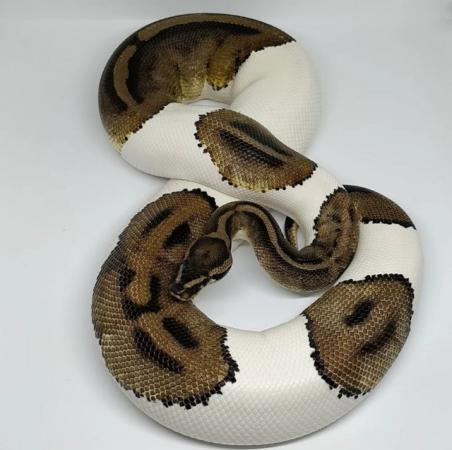 Image 3 of pied ball python - female (no other het)