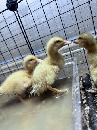Image 5 of Ducklings for sale (7 days old)