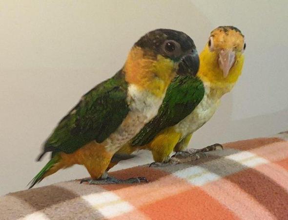 Image 4 of Inseparable Pair of Hand Reared Caiques