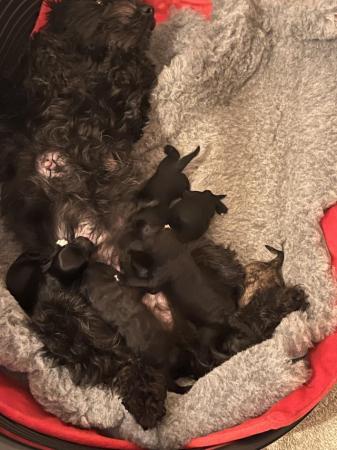 Image 6 of gorgeous shihpoo puppies