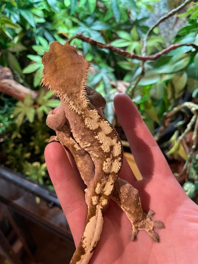 Preview of the first image of 8 year old male Crested Gecko (Harlequin).