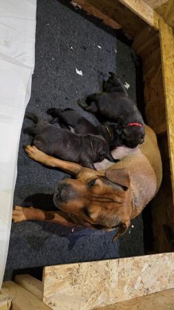 Image 4 of Gorgeous Blue Siras Staffie x Shar Pei pups for sale
