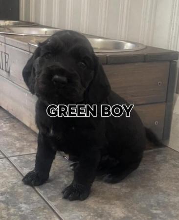 Image 8 of Sprocker puppies mixed litter ** Just 1 female left **