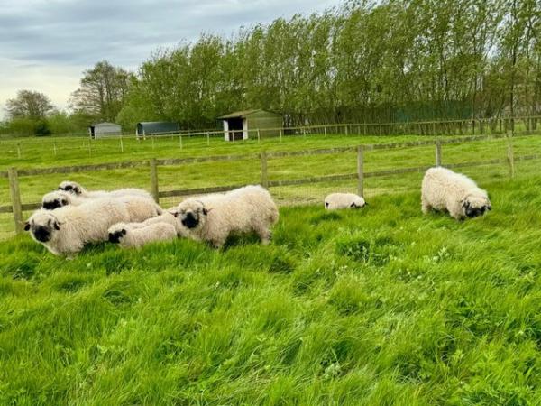 Image 2 of Valais Blacknose sheep for sale