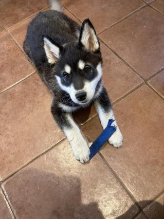 Image 5 of Husky cross puppies for sale
