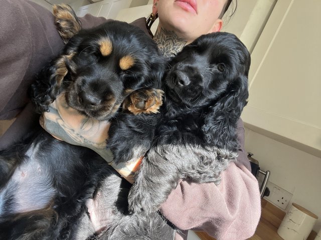 Preview of the first image of STUNNING COCKER SPANIEL PUPS.
