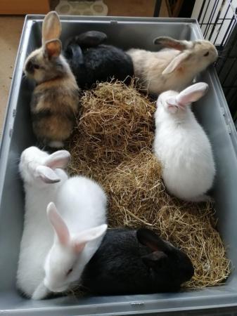Image 7 of Cute REX baby bunnies with lovely temperament