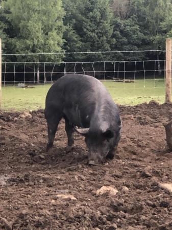 Image 1 of Breeding sows saddleback pigs for sale. Proven good mothers.