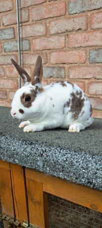 Image 2 of Mini Rex buck. Ready now. Pure bred.