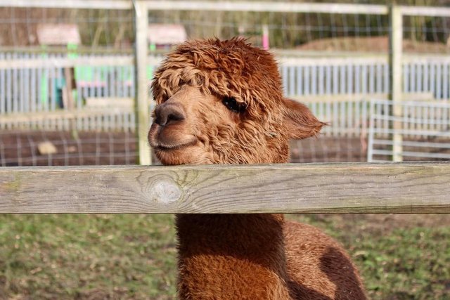 Preview of the first image of Trekking entire male alpaca.