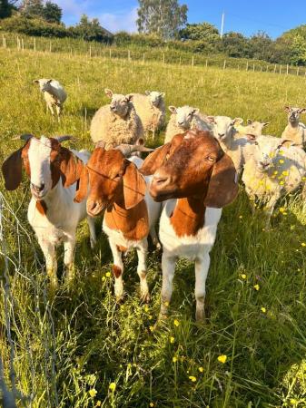 Image 1 of Boer Goat family and eight texel cross gimmers for sale