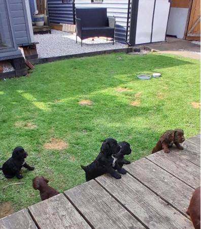 Image 7 of KC Registered Cocker Spaniel Puppies