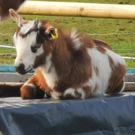 Image 3 of Pygmy goat wether 5 months