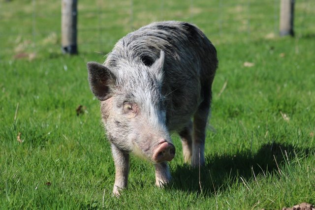 Image 1 of Pet pigs looking for 5 star homes