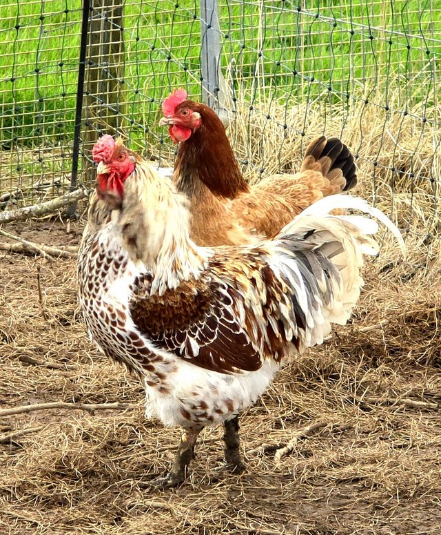 Preview of the first image of Buff laced Wyandotte cockerel.