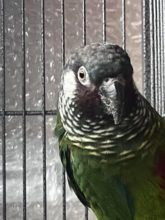 Image 2 of White ear conure male dna’d