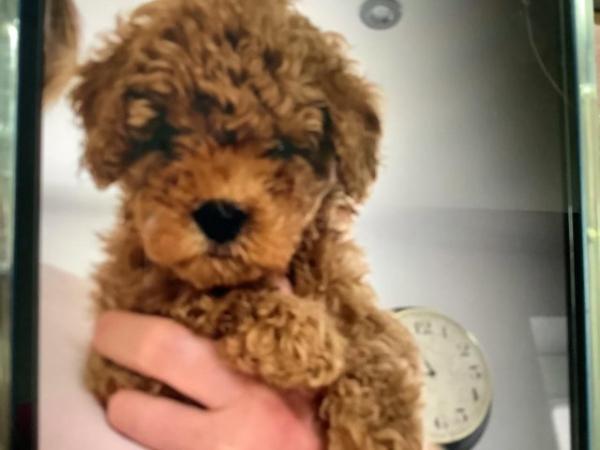 Image 5 of KC registered toy poodle puppies for sale