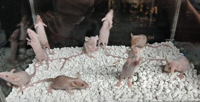 Image 9 of Naked Mice , Males and Females