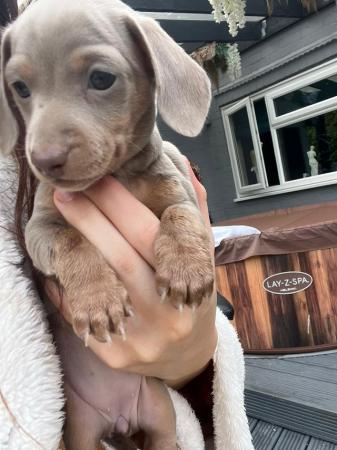 Image 5 of 8 weeks old dachshund puppy, stunning girl