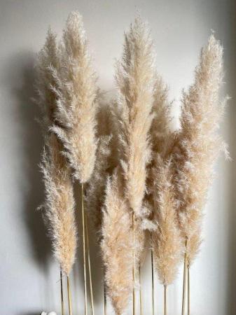 Image 1 of Pampas grass **DRIED** fluffy floral stems wedding flowers