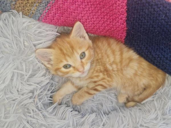 Image 2 of Male ginger kittens ready now