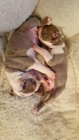 Image 6 of Boston terrier puppies for sale