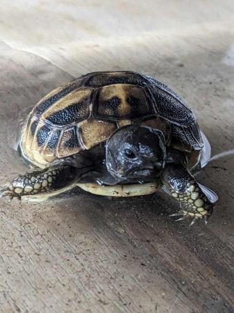 Image 2 of Hermann tortoise hatchlings for sale