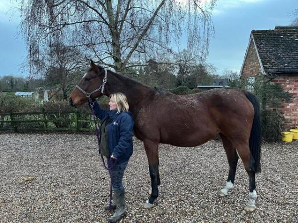 Image 1 of Thoroughbred Broodmare for sale by Ask