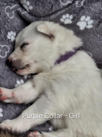 Image 7 of Siberian Husky Puppies - 5 Girls & 4 Boys