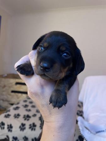 Image 5 of Miniature Black and Tan dachshunds puppies