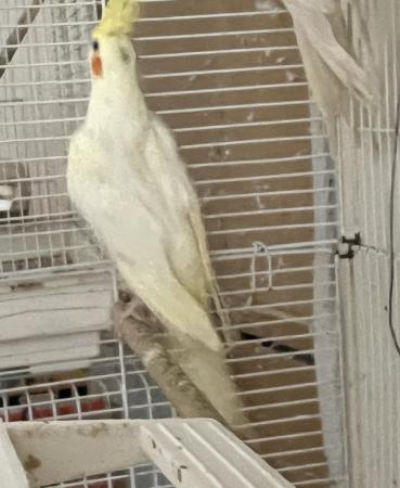 Image 2 of Stunning lutino cockatiels for sale