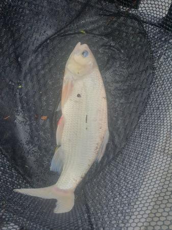 Image 2 of Blue Orfe pond fish x 2 koi